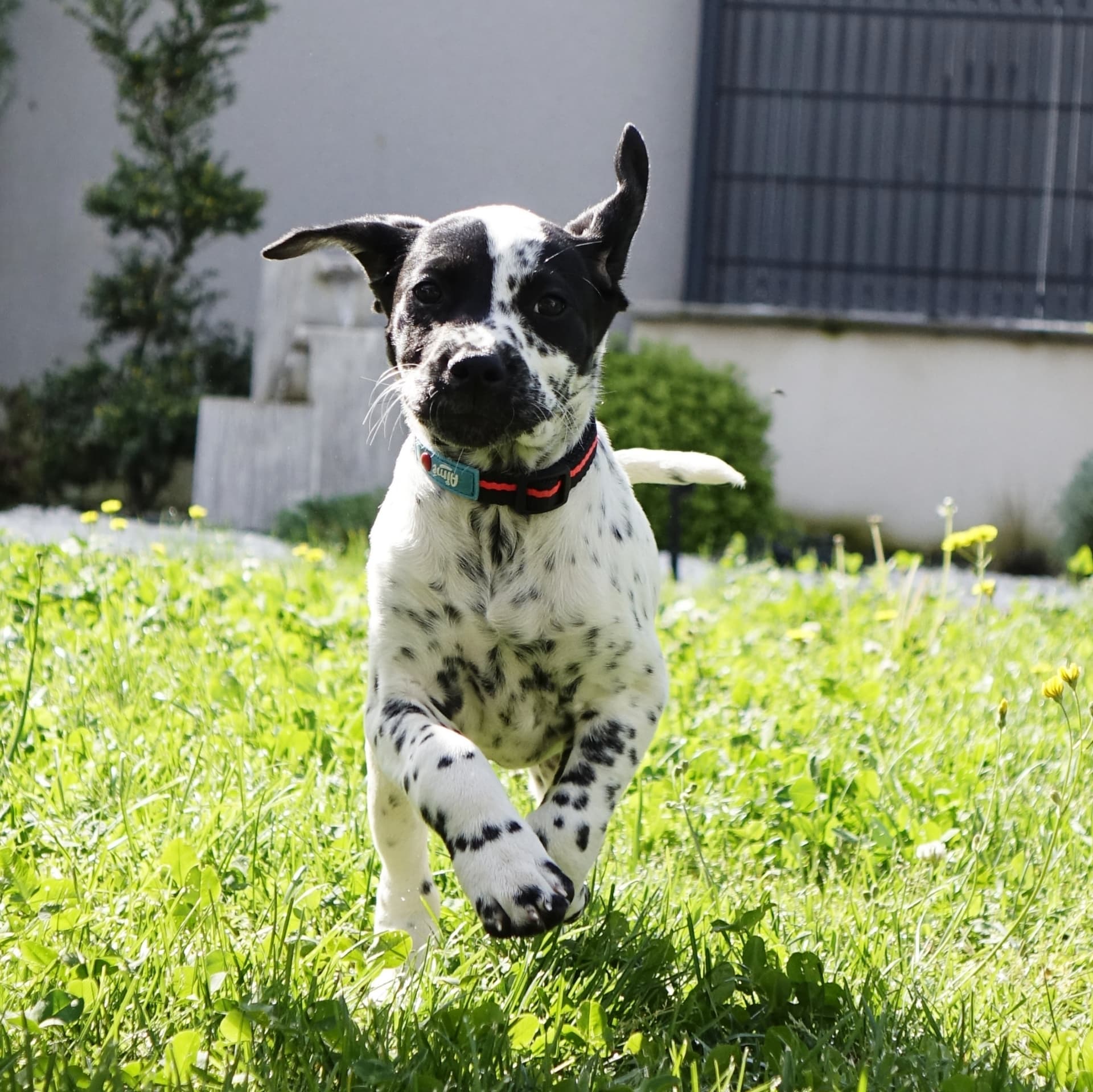 Chien tacheté courant joyeusement vers l'objectif dans l'herbe