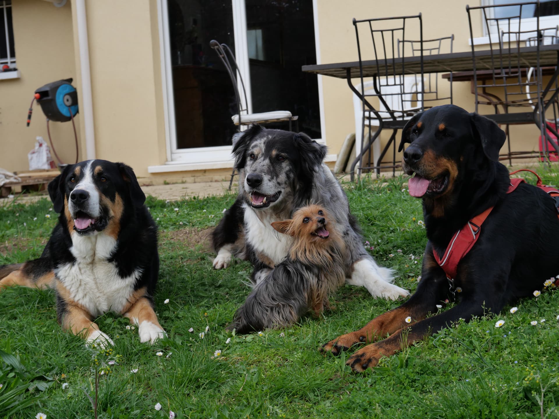 Quatre chiens détendus ensemble sur une pelouse devant la maison du Domaine