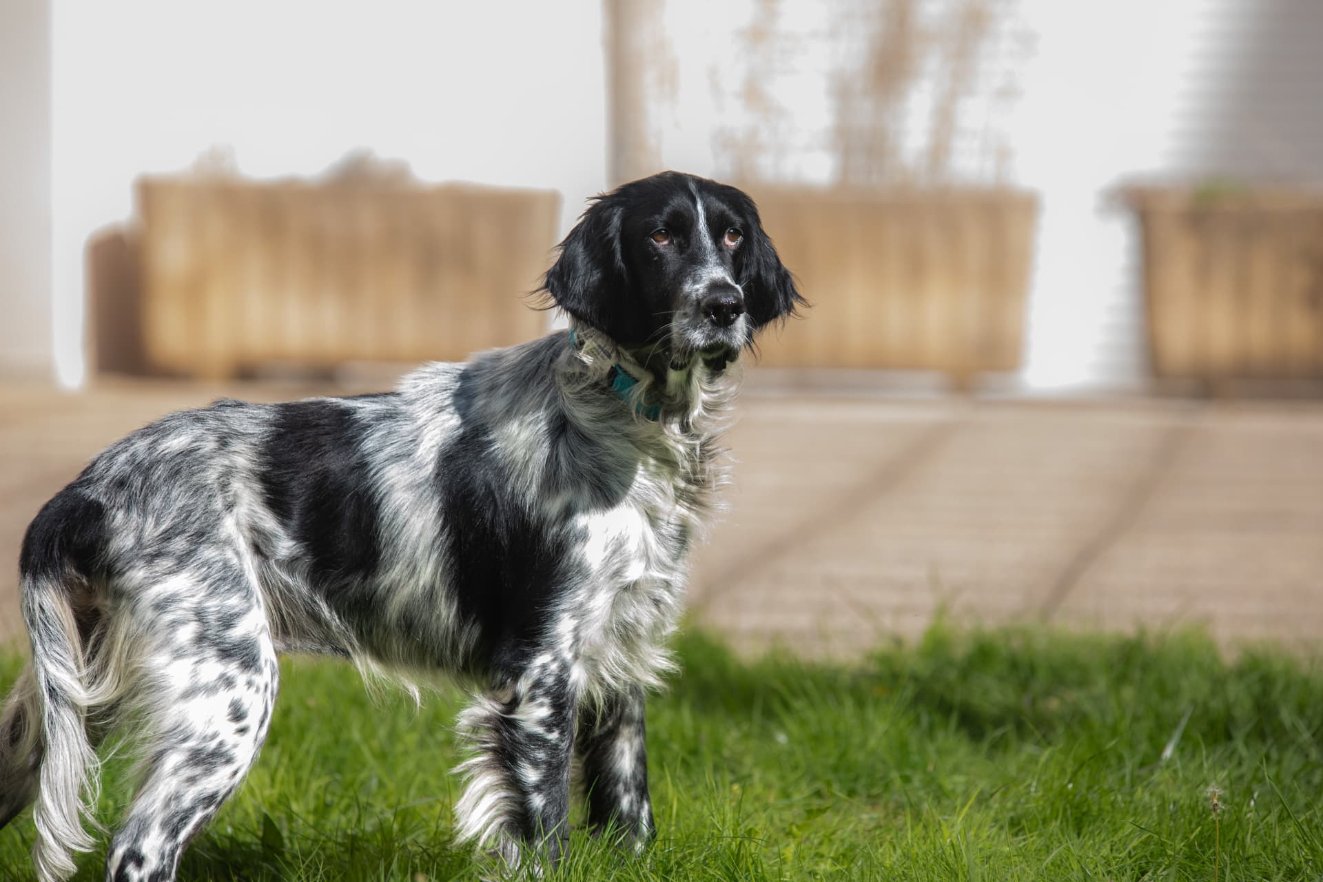 Chien seul dans une grande prairie clôturée, explorant librement, sans autre chien à proximité
