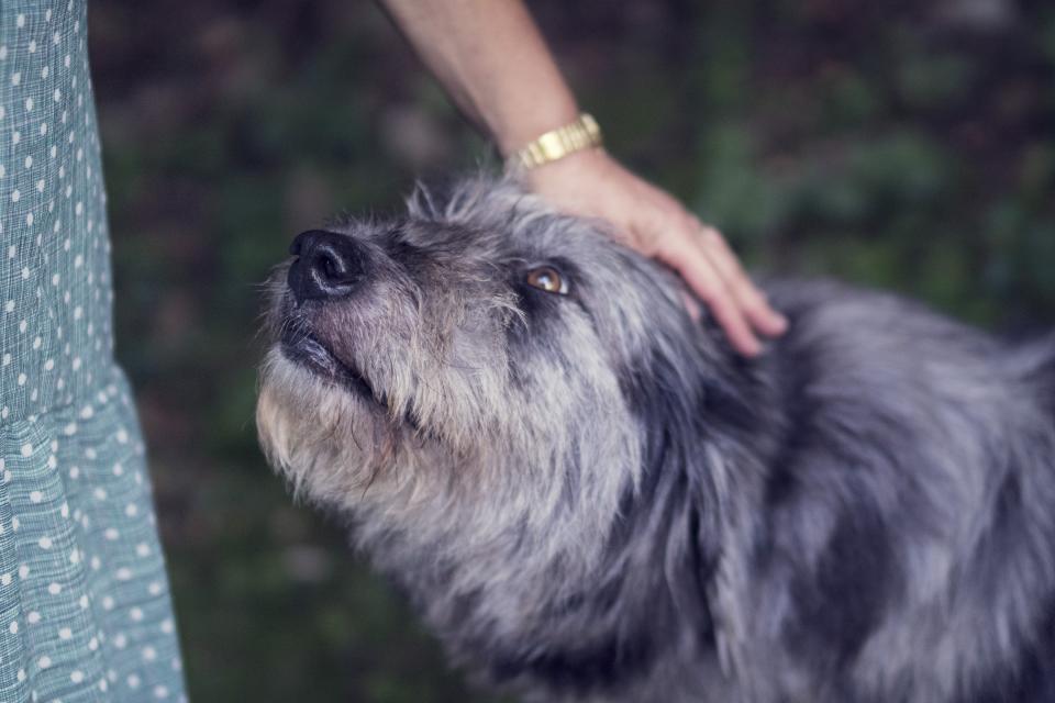 Une main caresse doucement un chien croisé qui lève le regard avec confiance
