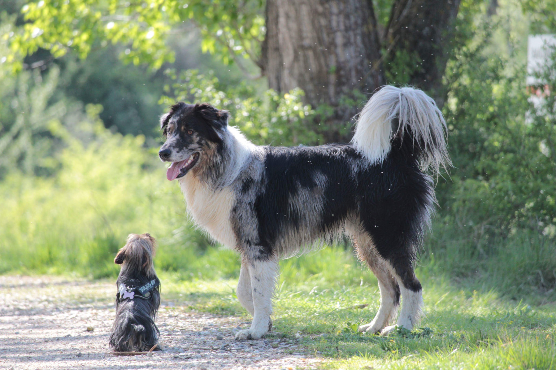 Un grand chien et un petit chien avançant côte à côte, à distance confortable, sur un chemin