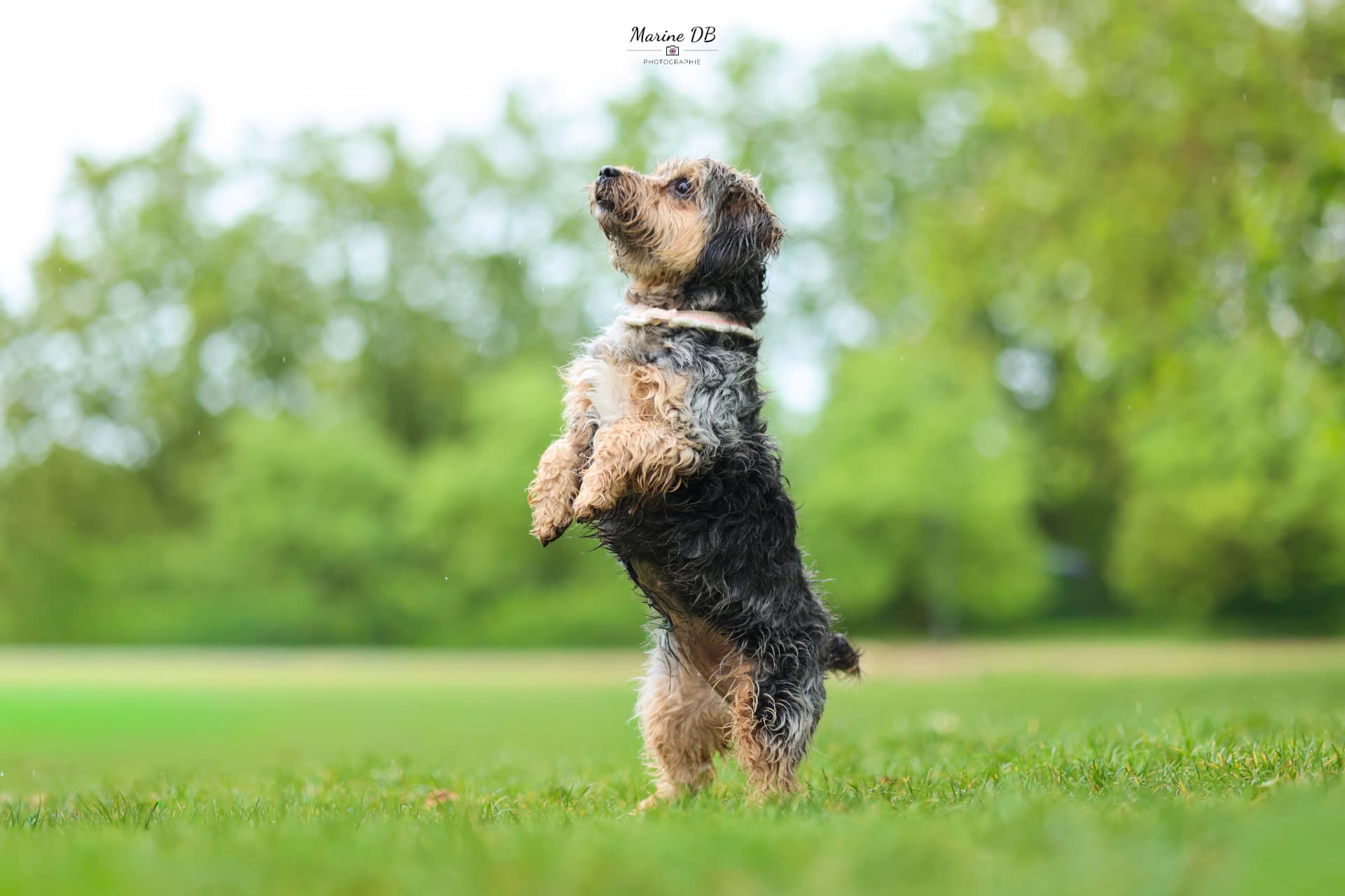 Petit chien dressé sur ses pattes arrière au milieu d'une prairie