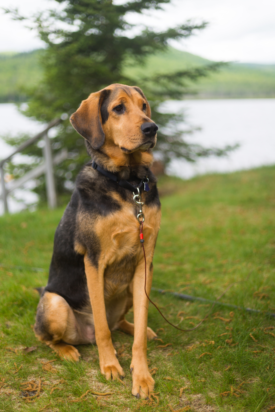 Un chien dans un espace enherbé, clôturé et dégagé, au calme