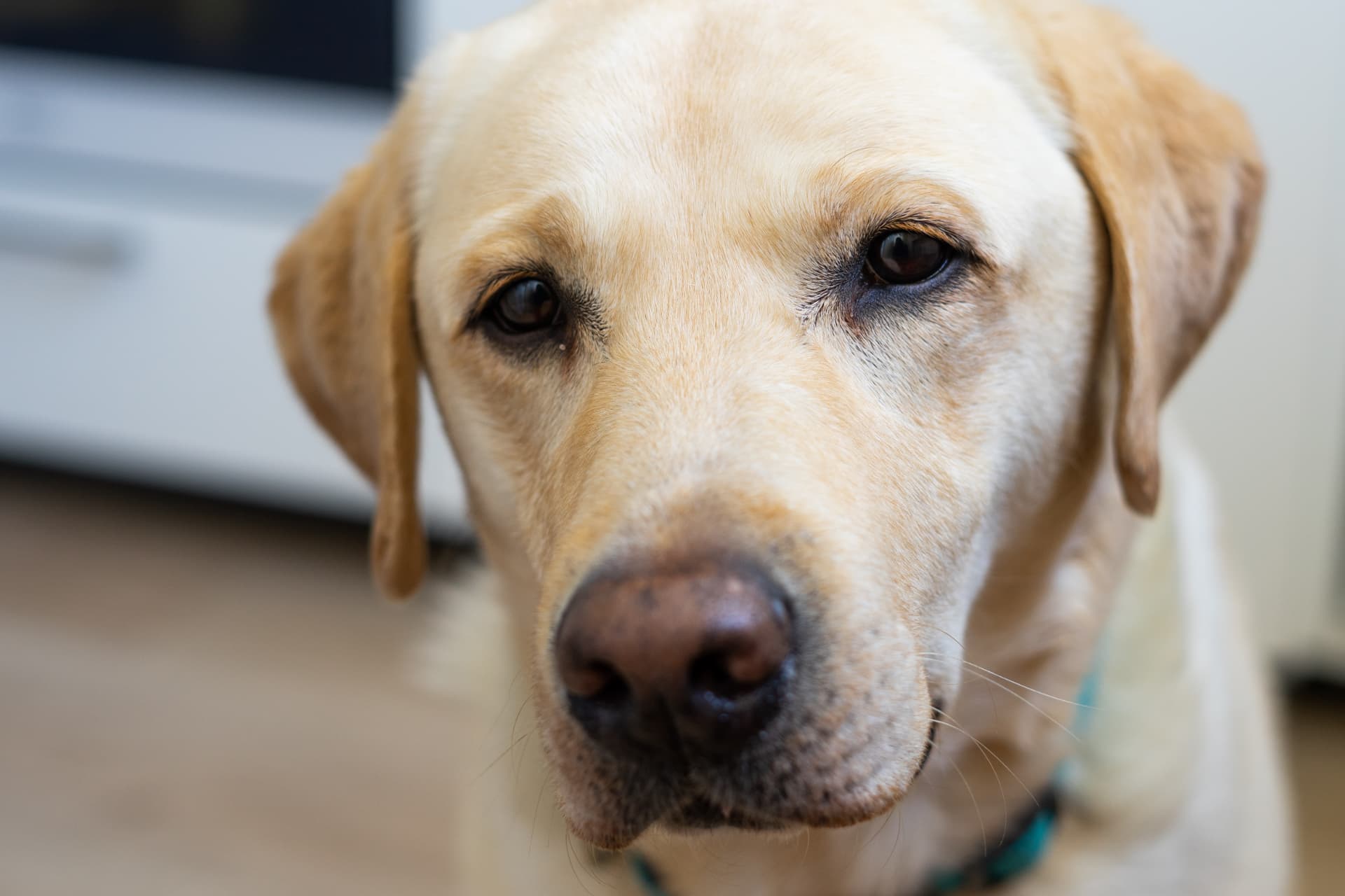 Chien au repos, regard calme, dans un espace intérieur lumineux