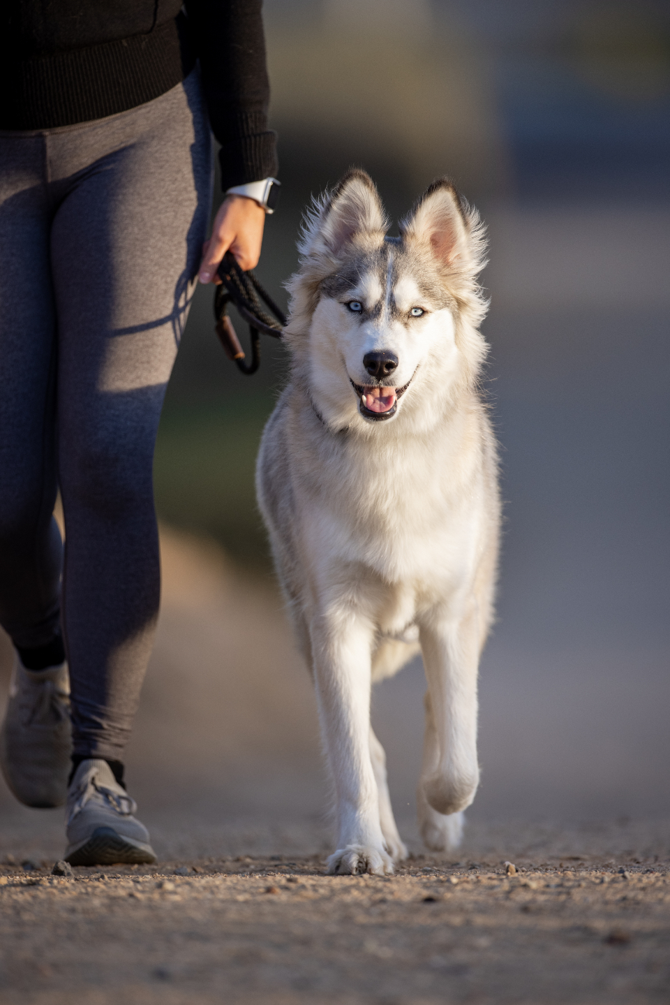 Un chien attentif trotte au pied de son humain lors d'un atelier en extérieur