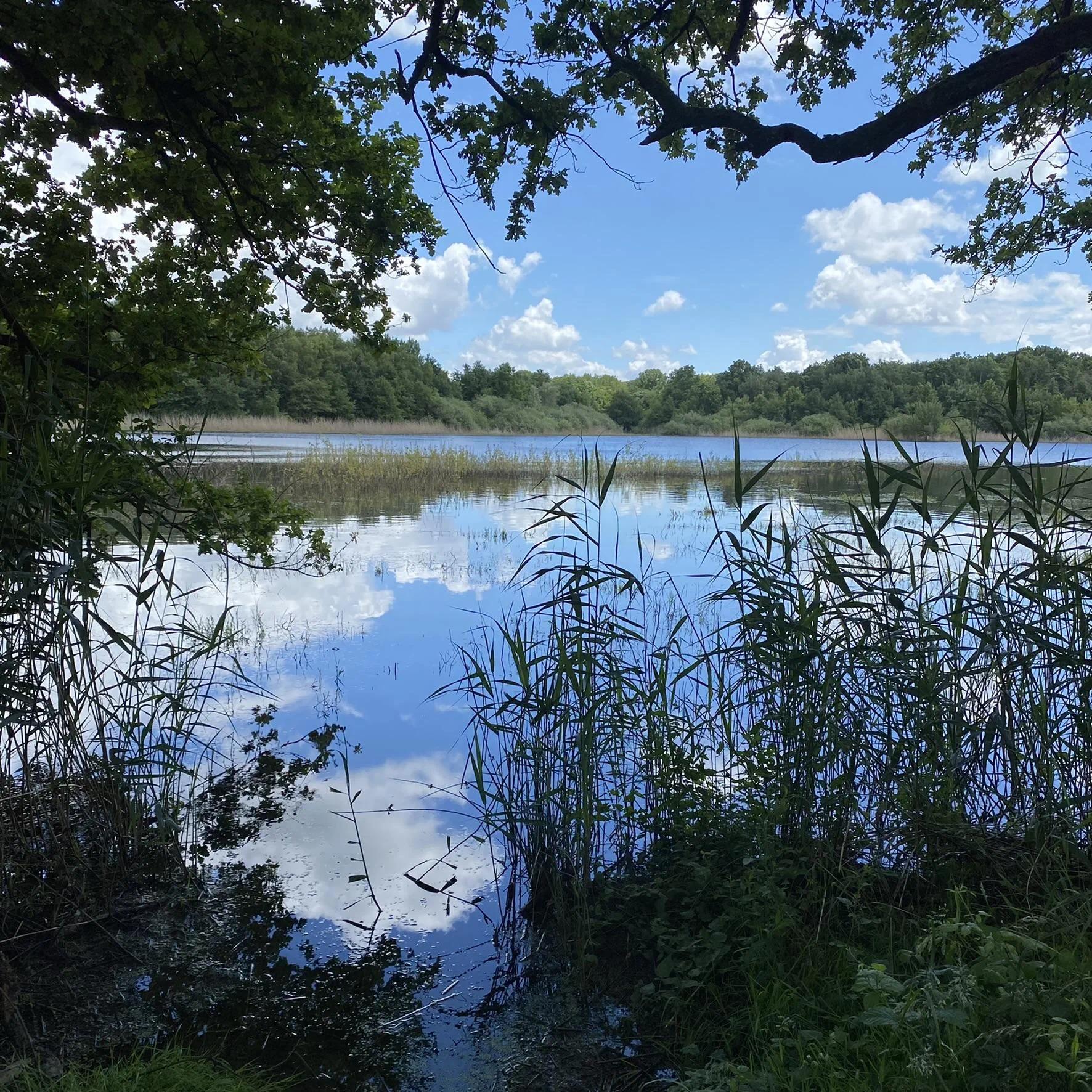 Étang et prairie au cœur de la Dombes, ciel bleu reflété dans l'eau