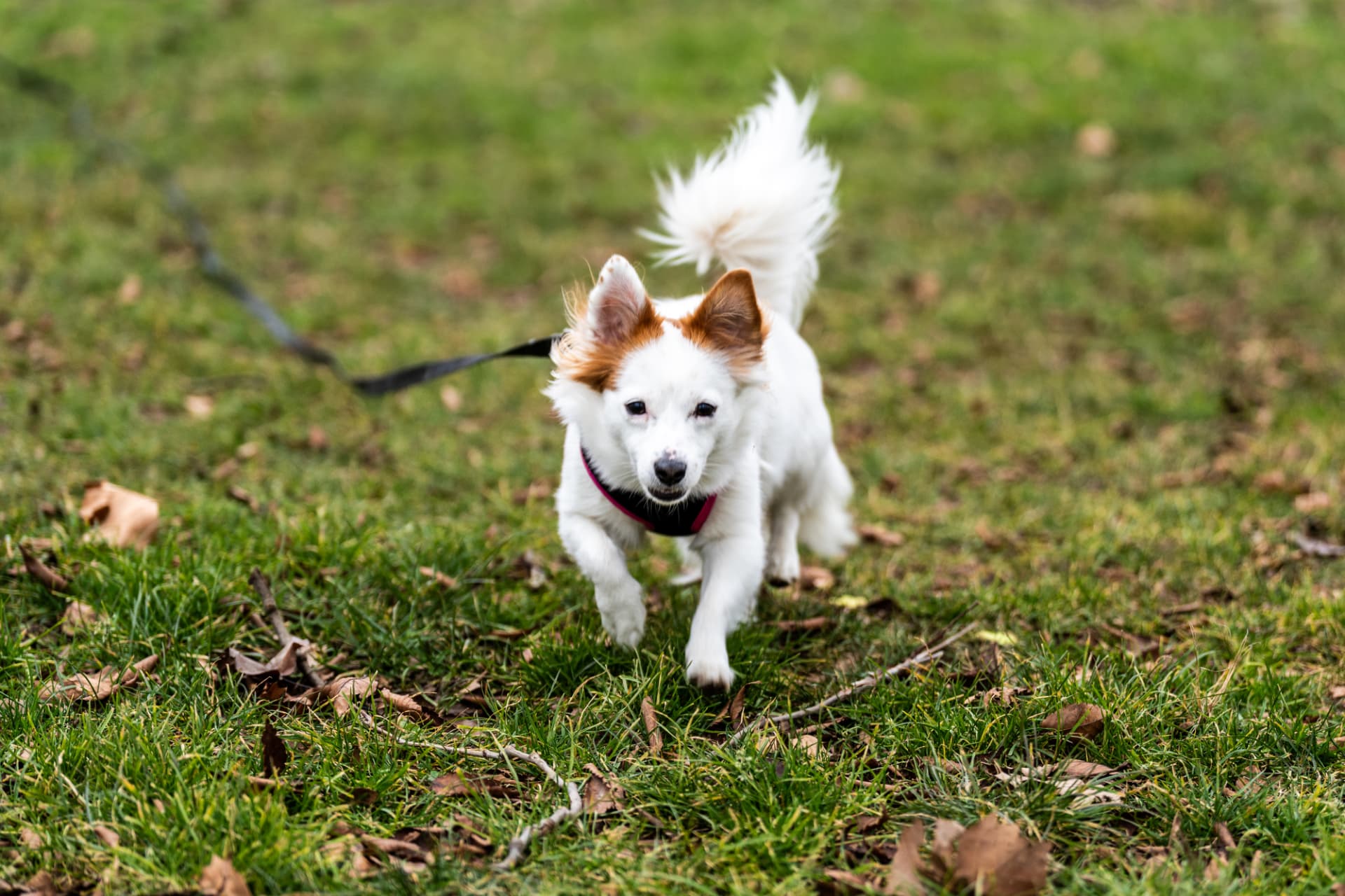 Petit chien courant librement dans une prairie, oreilles au vent