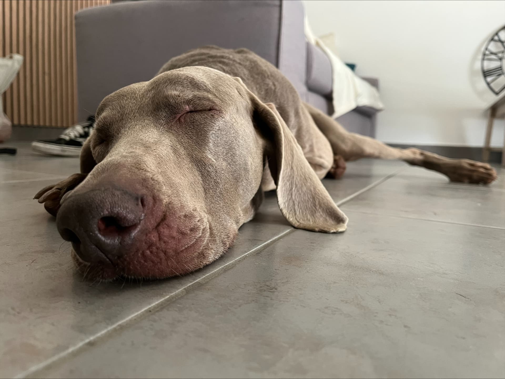 Chien profondément endormi à l'intérieur, parfaitement détendu