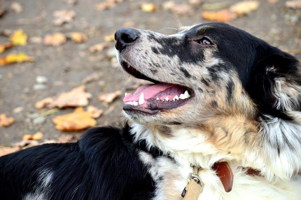 Chien détendu allongé en extérieur, gueule ouverte, sur un tapis de feuilles