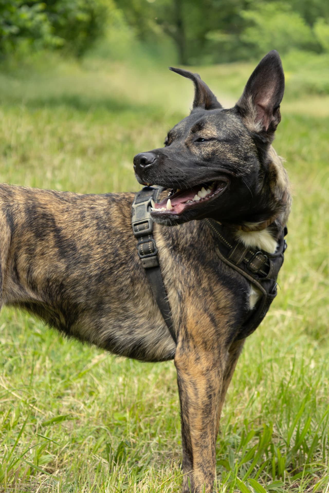 Un chien seul, calme, dans une vaste prairie du domaine