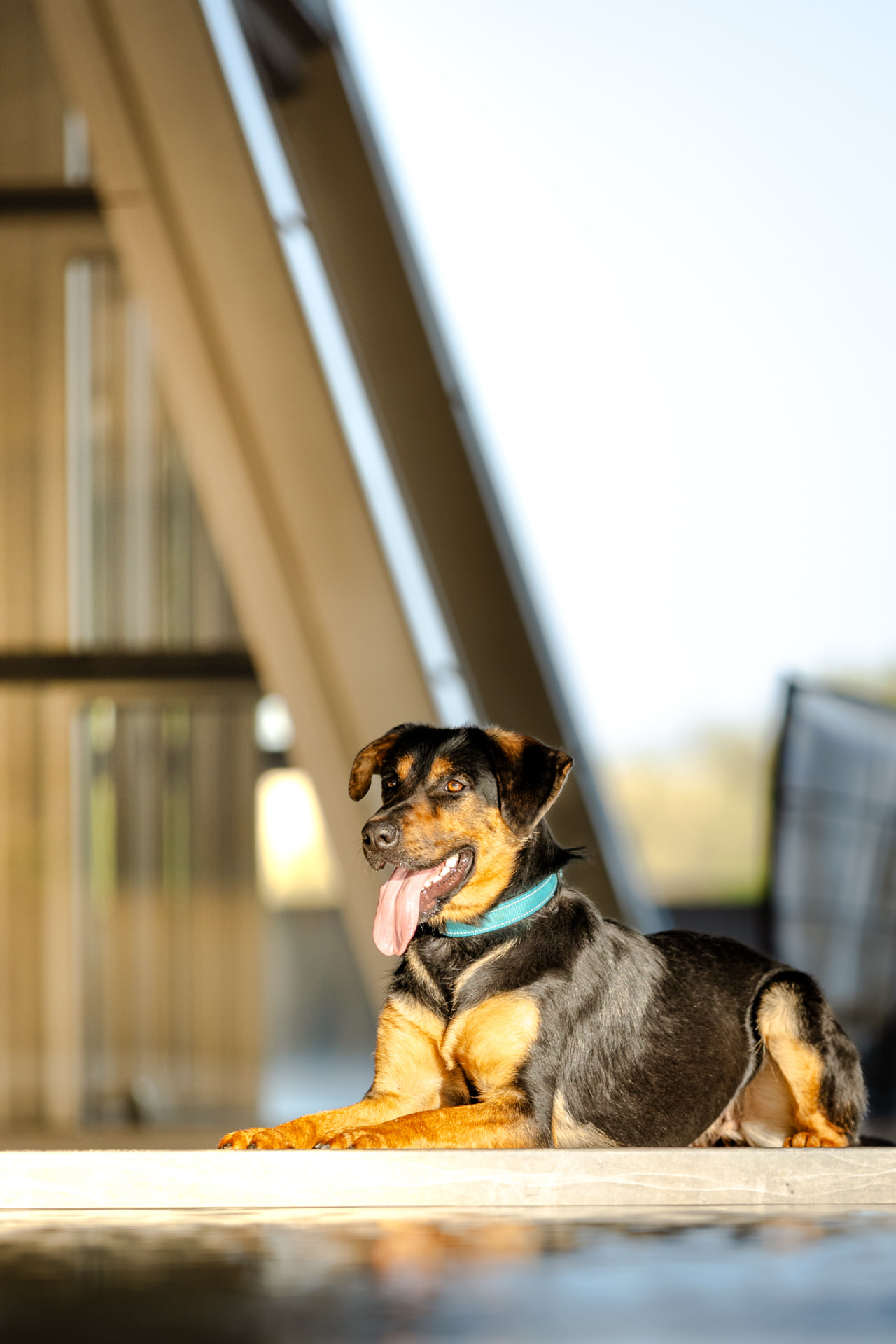 Chien couché au soleil sur une terrasse, en pleine détente